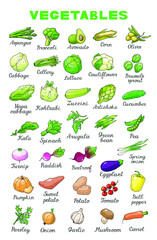Vector illustration of vegetables in English for school education