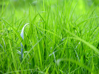 Fresh green grass background. Photo wallpaper. Summer spirit. Warm and sunny weather. Ecology nature theme. Background for design and web