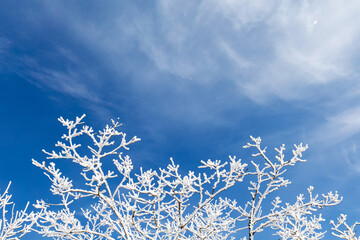 The branches of the tree are covered with snow.