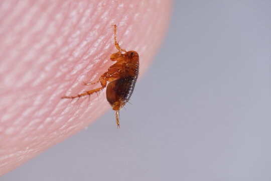 Super macro close up of brown, amber colored flea, Siphonaptera on human skin. It survives as external bloodsucking parasite of mammals and birds. 