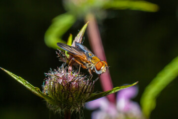 bright fly sitting on a flower