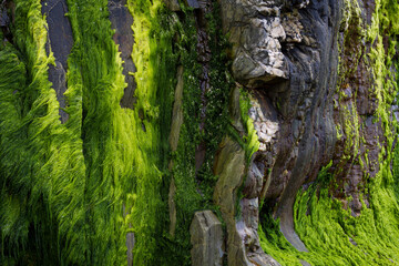 Gueirua beach, Asturias, Spain. Beach rocks covered with different tones of green moss.
