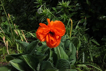 Red poppy blooms in the garden