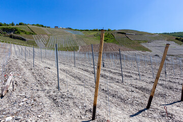 Newly planted vineyard with metal and wooden posts nearby Bernkastel-Kues