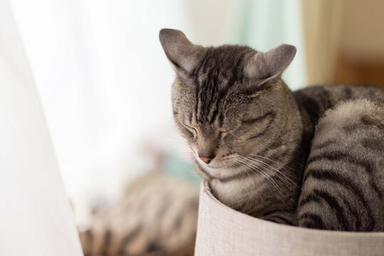 窓辺でウトウト…　　　サバトラ猫