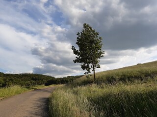 Fototapeta na wymiar Tree in front of a cloudy background