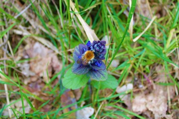 Bumblebee and blue

