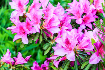 Pink rhododendron flowers are blooming on a green bush in the garden. Azalea blooms in bright elegant colors. Selective focus, close up, blurred background