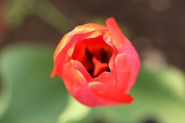 Closeup view of a opens red tulip on a green blurred background. Macro photography, selective focus on the edges of the petals