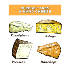 Vector illustration of cheese types and sorts