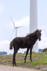 Pico Gallo, Tineo, Asturias. Wild mountain foal looking at camera with a windmill in the background.