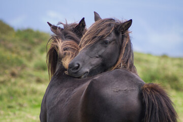 Tineo, Asturias, Spain. Wild mountain ponies called 