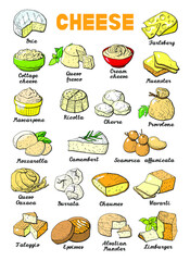 Vector illustration of cheese types and sorts
