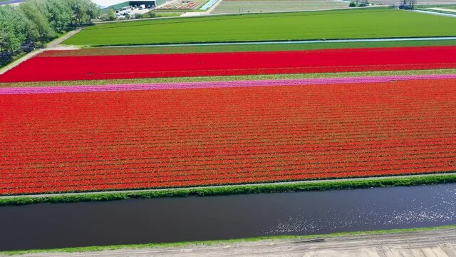 Aerial view of tulip bulb-fields in springtime, Holland, the Netherlands