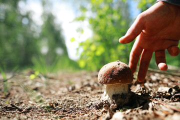 male hand reaches to pick up boletus  mushroom in the forest mushroom in forest in sunny day.