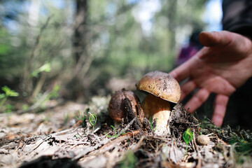 male hand reaches to pick up boletus  mushroom in the forest mushroom in forest in sunny day.