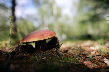 male hand reaches to pick up boletus  mushroom in the forest mushroom in forest in sunny day.