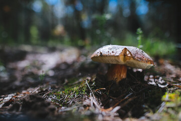 male hand reaches to pick up boletus  mushroom in the forest mushroom in forest in sunny day.