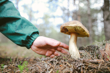 male hand reaches to pick up boletus  mushroom in the forest mushroom in forest in sunny day.