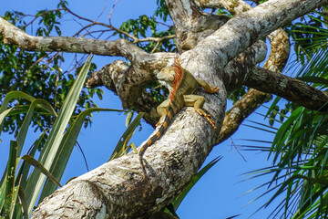 Iguana im Regenwald von Costa Rica