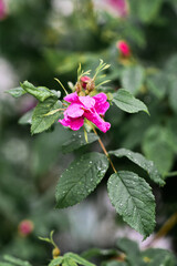 bee on pink flower