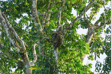Faultier in Costa Rica