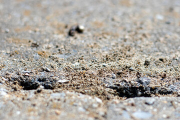 Un nid de fourmis