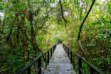 Dschungel-Feeling im Cahuita Nationalpark in Costa Rica