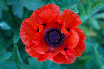 Beautiful image of red poppy against lush soft green foliage background