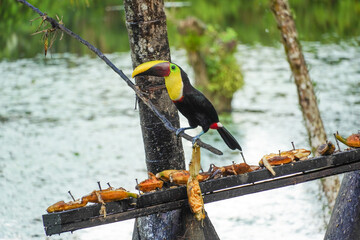 Goldkehltukan in Costa Rica © Luise