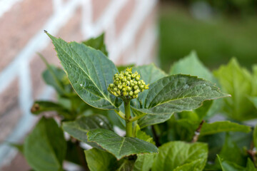 C'est la saison des bourgeons