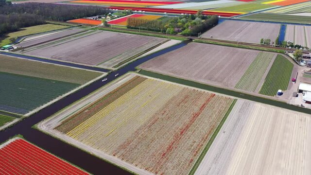 Aerial view of tulip bulb-fields in springtime, Holland, the Netherlands