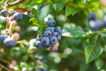 Fototapeta premium Fresh organic blueberrys on the bush at sanny day