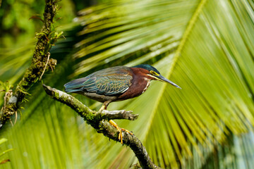 Costa Ricas Vogelwelt