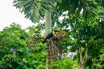 Goldkehltukan in Costa Rica © Luise