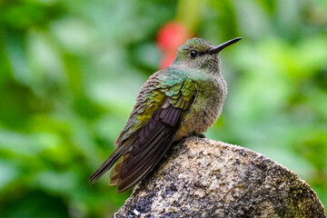 Fototapeta premium Kolibris in Costa Rica