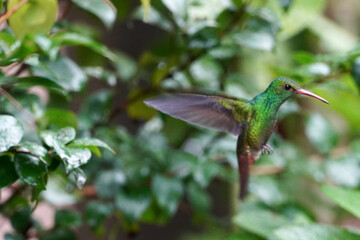 Kolibris in Costa Rica