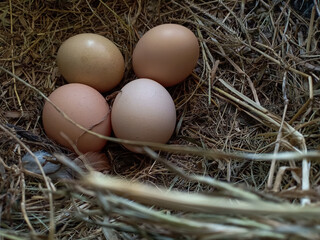 Chicken eggs in the nest