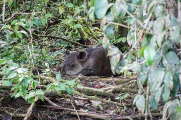 Tapir im Corcovado Nationalpark in Costa Rica