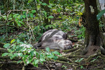 Tapir im Corcovado Nationalpark in Costa Rica