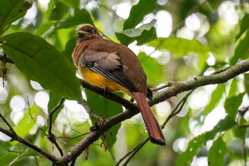 Vögel im Corcovado Nationalpark in Costa Rica