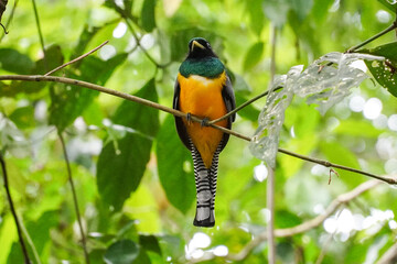 Vögel im Corcovado Nationalpark in Costa Rica