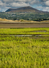 Wild Samphire or Glasswort (Salicornia europaea), Wales, UK