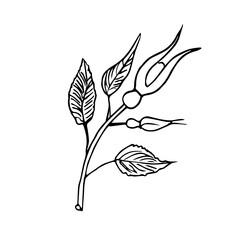 Naklejka premium Rosehip flower close up.Botanical vector illustration. Ink drawing in Doodle style. Isolated object on a white background. Decorative element for spring and summer design, wedding, vignettes.