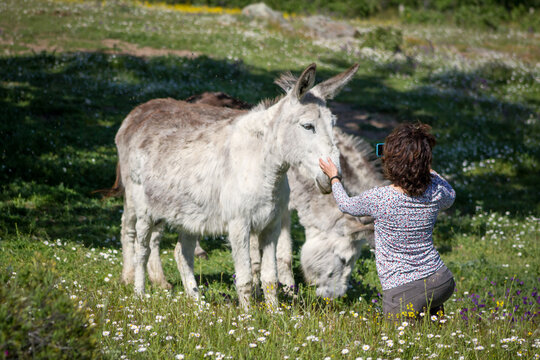 Back view of female in spring photographing two andalusian donkeys in a meadow one of them grazing..