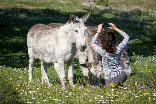 Female in spring photographing two andalusian donkeys in a meadow one of them grazing..
