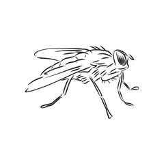 Fly insect geometric lines silhouette isolated on white background vintage vector design element illustration, fly, vector sketch illustration