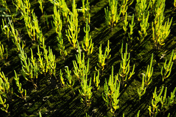 Wild Samphire or Glasswort (Salicornia europaea), Wales, UK