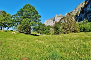 Bergwiese unterhalb der Churfirsten, Ostschweiz