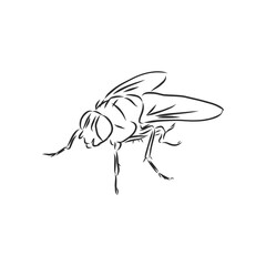 Fly insect geometric lines silhouette isolated on white background vintage vector design element illustration, fly, vector sketch illustration